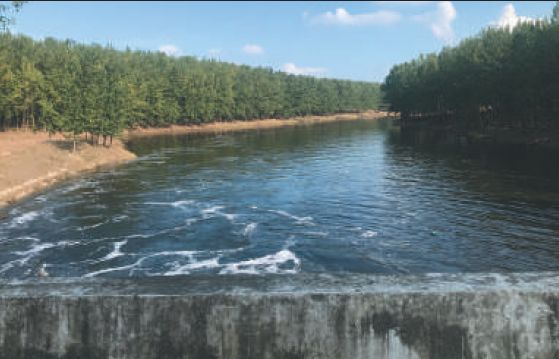 ▲8月28日，胜利村村民在苏皖交界的方河闸口看到，水体同样黑臭，水面泛白色泡沫。