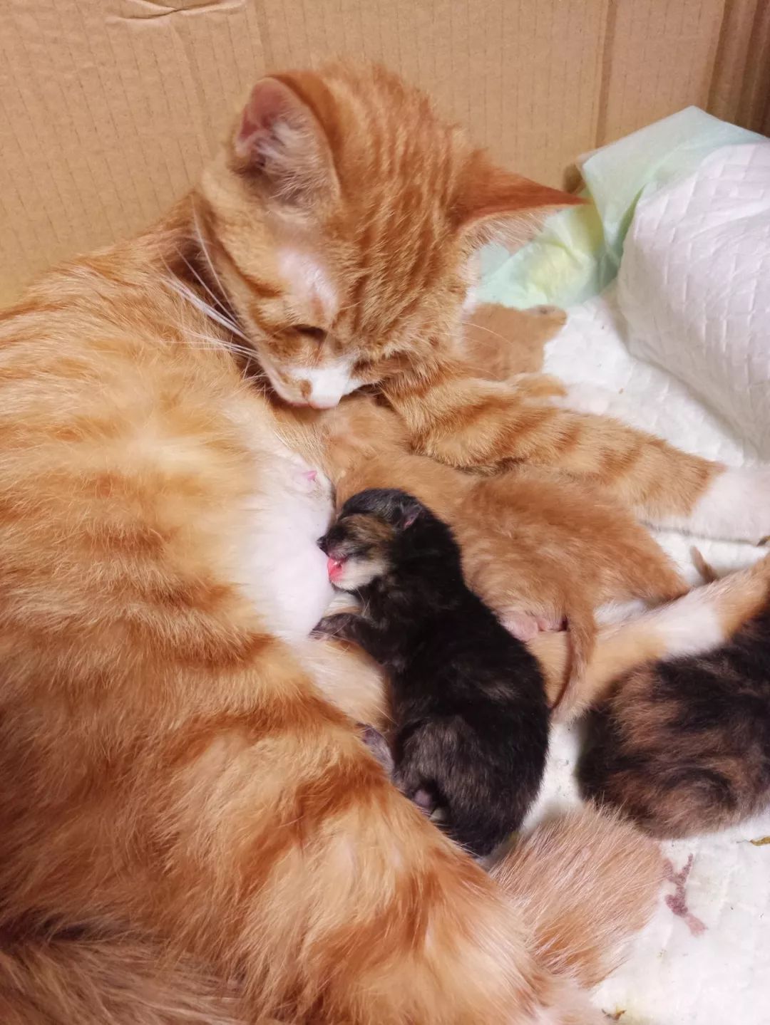 母猫生完孩子的第6天,它的老公劈腿了.