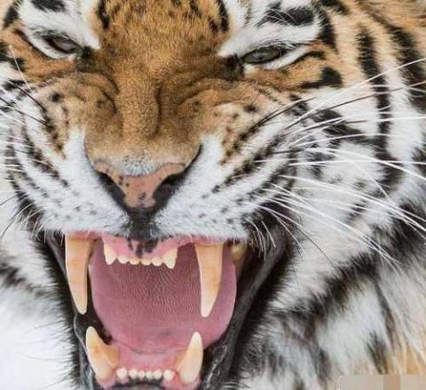老虎的长相是比较凶猛的 但是这样的牙齿特写还真的是