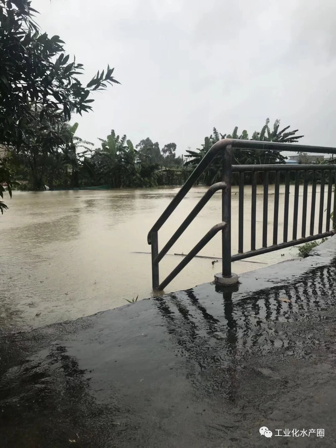 强台风致数万亩鱼塘受灾!而台风暴雨远未结束