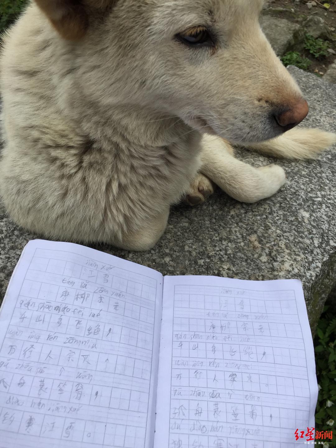 陆壹的作业本和他养的狗 红星新闻 图