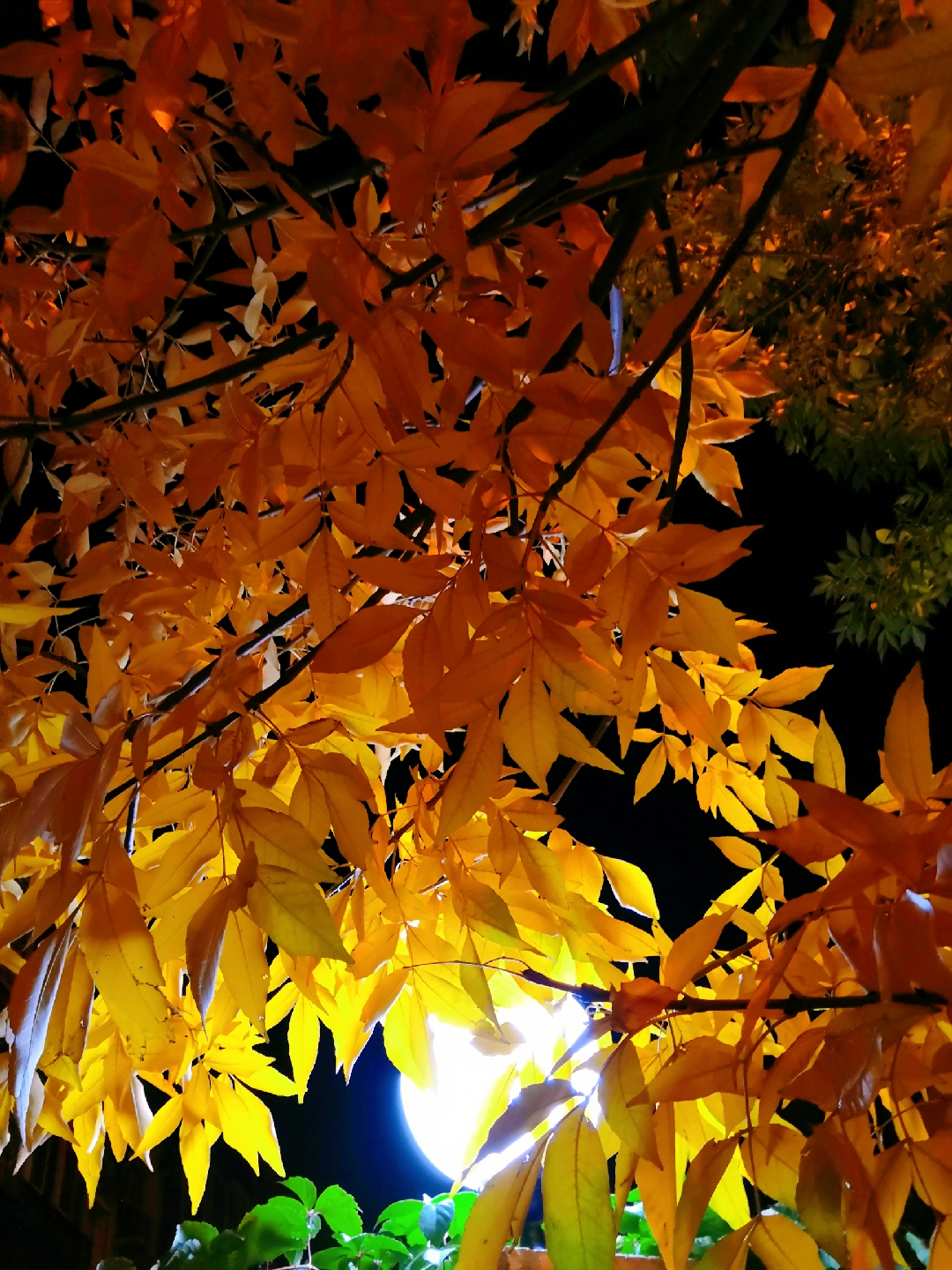▲随着秋意渐浓，红叶最佳观赏期日渐临近，气象部门的红叶预报为民众欣赏秋色提供了帮助。资料图