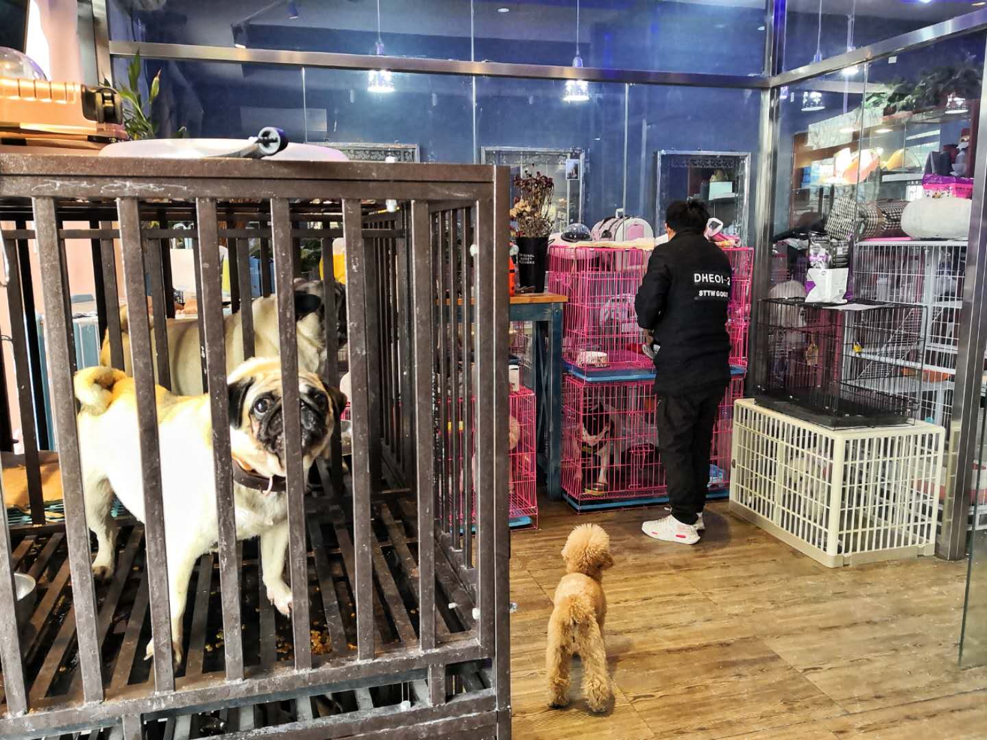2月8日,北京市东城区幸福大街上的一家宠物店内,工作人员正在将一只泰迪放进笼子中。新京报记者 王飞 摄