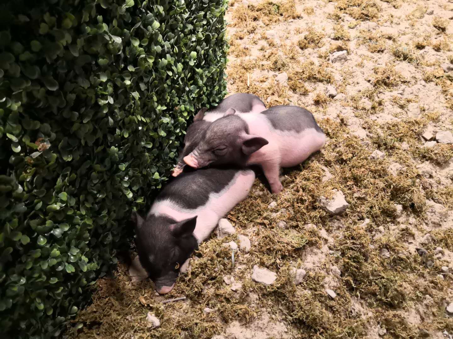 商业观察丨这个五一假期,去家居商