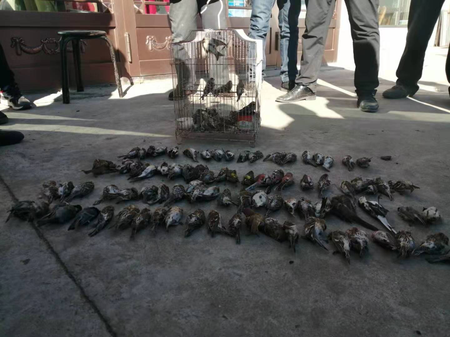 现场发现包含苏雀、麻雀、伯劳、大山雀等在内的野鸟死体86只。 受访者供图