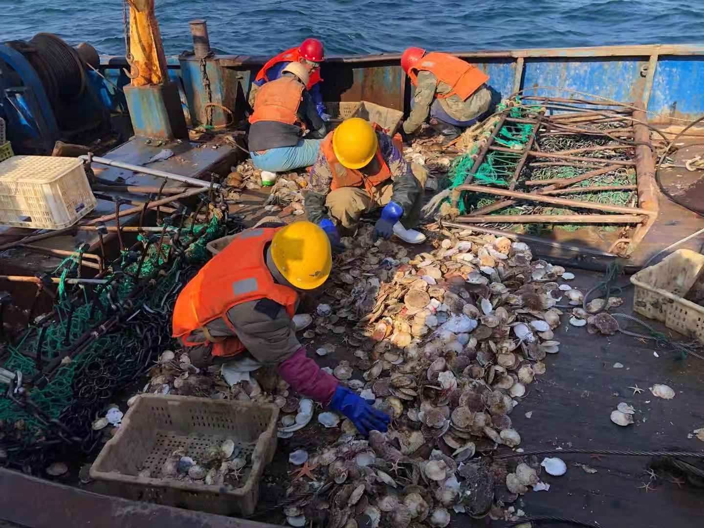 　11月16日，獐子岛公司职工正在船上现场分拣捞上来的扇贝。
