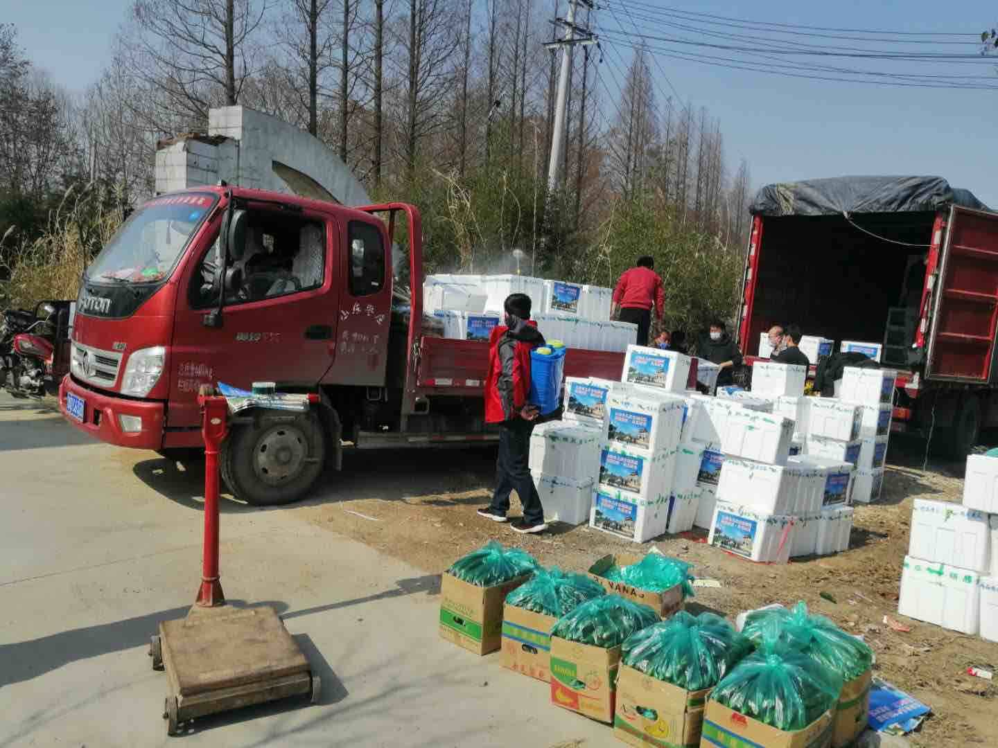 枣庄台儿庄马兰屯镇南洛村采摘2万斤黄瓜送往武汉