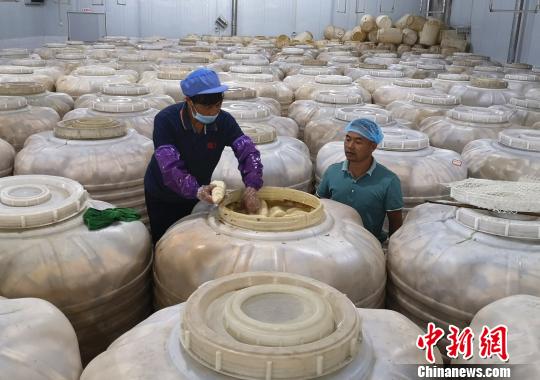 工人在查看酸笋的腌制情况。 朱柳融 摄
