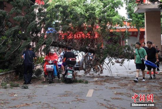 7月11日上午,今年第8号强台风“玛莉亚”侵袭福州,市区主要路段的众多行道树被大风折断,行人顶着大风艰难出行。刘可耕 摄