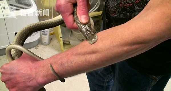 tim曾让全世界毒性最强的黑树眼镜蛇咬自己,通常被这种蛇咬后15分钟内