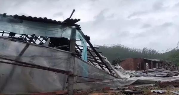 台风山竹致江门25万亩农田受灾,大片香蕉甘