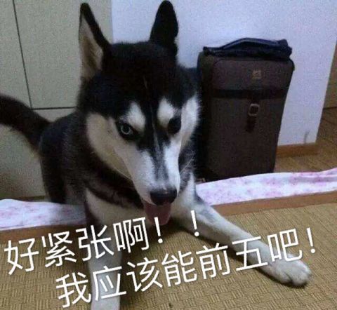 世界最权威狗类智商排行榜:快来看看你家狗子