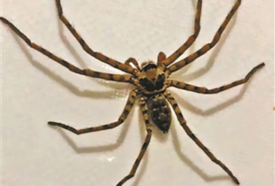白额高脚蛛成网红灭蟑神器, 专家:不靠谱,被咬