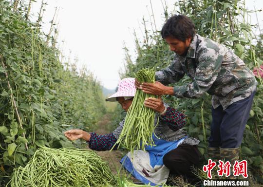 村民在整理采摘的豆角。 朱柳融 摄