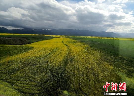 圖爲祁連山下山丹馬場夏日風光。(資料圖) 楊豔敏 攝