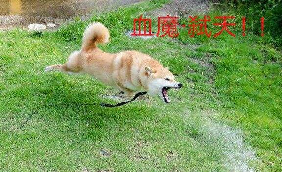 񱦱120򣬾Ϊǿɹ̹ԣֱѹۣ