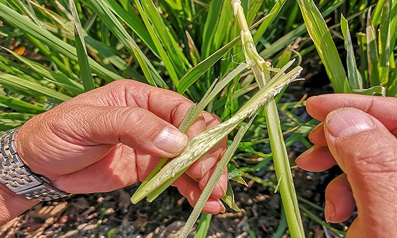  林金盾展示水稻根茎中的孕穗 摄影：翟星理