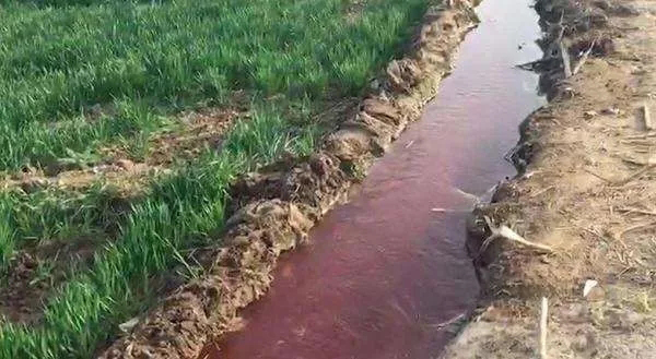 科技日报:红水浇地遭曝光 浇灌出的小麦去向不知|红水|浇地|小麦_新浪新闻