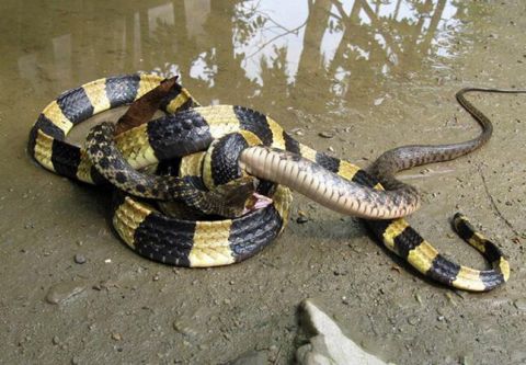 一条金环蛇已致命,竟然有两条金环蛇联手吞咬水蛇