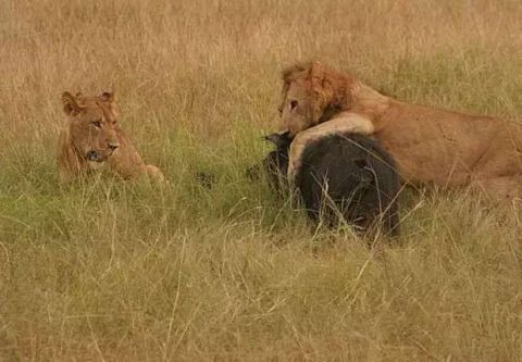 雌狮不敢猎杀大林猪, 雄狮为了报仇可不会放过