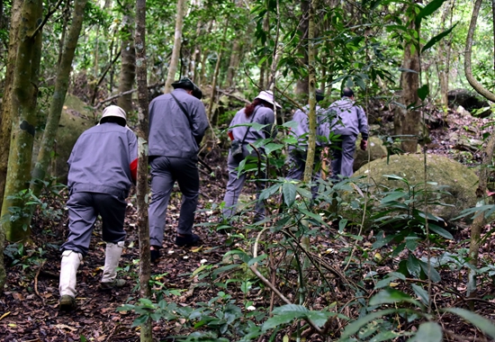 从卖木材到卖空气,海南养护“绿宝石”收获生态红利
