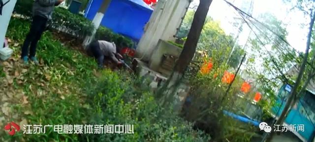 南京闹市区惊现野猪：景观河游泳 还多次强闯小