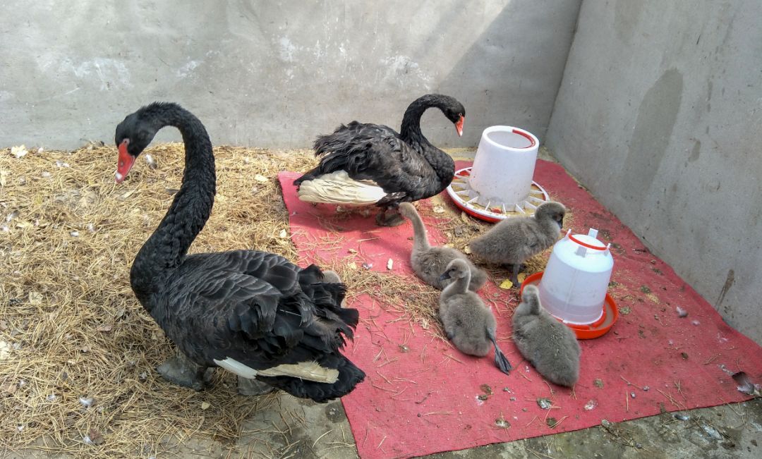 5只黑天鹅宝宝在长春雕塑公园自然孵化 它们叫