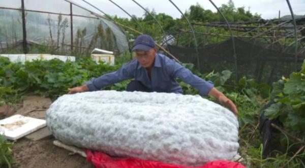 将生长期延长一倍 杭州老农种出390斤重冬瓜王