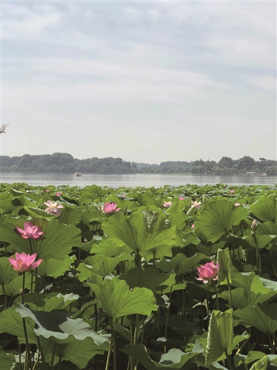 你有约|玄武门|盆景园|赏荷