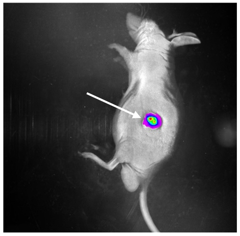 小鼠左背部出现荧光反应