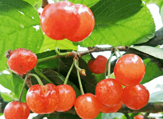 樱桃红了！成都最大两个采摘地攻略来了