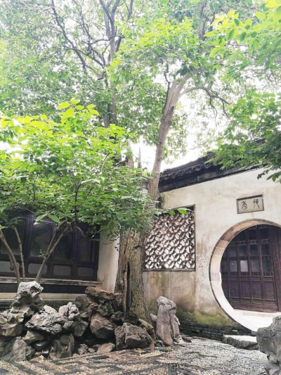 女贞花--扬城夏日最香的路花 果实可入药 叶子