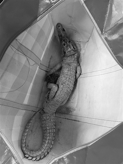 火车站南广场冒出一米多长鳄鱼，哪来的？