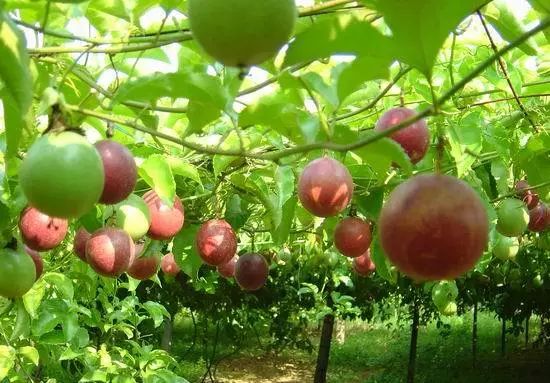 维C含量=8颗橙子!美颜瘦身最佳拍档,万万没