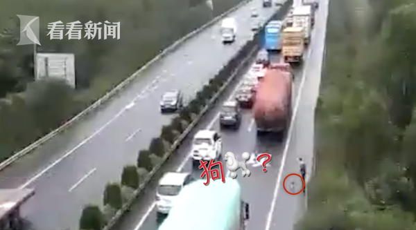 视频|还有这操作?遇前方事故堵车男子竟高速遛