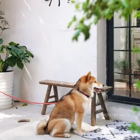 成都酒吧人气王空降衡山路酒神聚集,20杯起