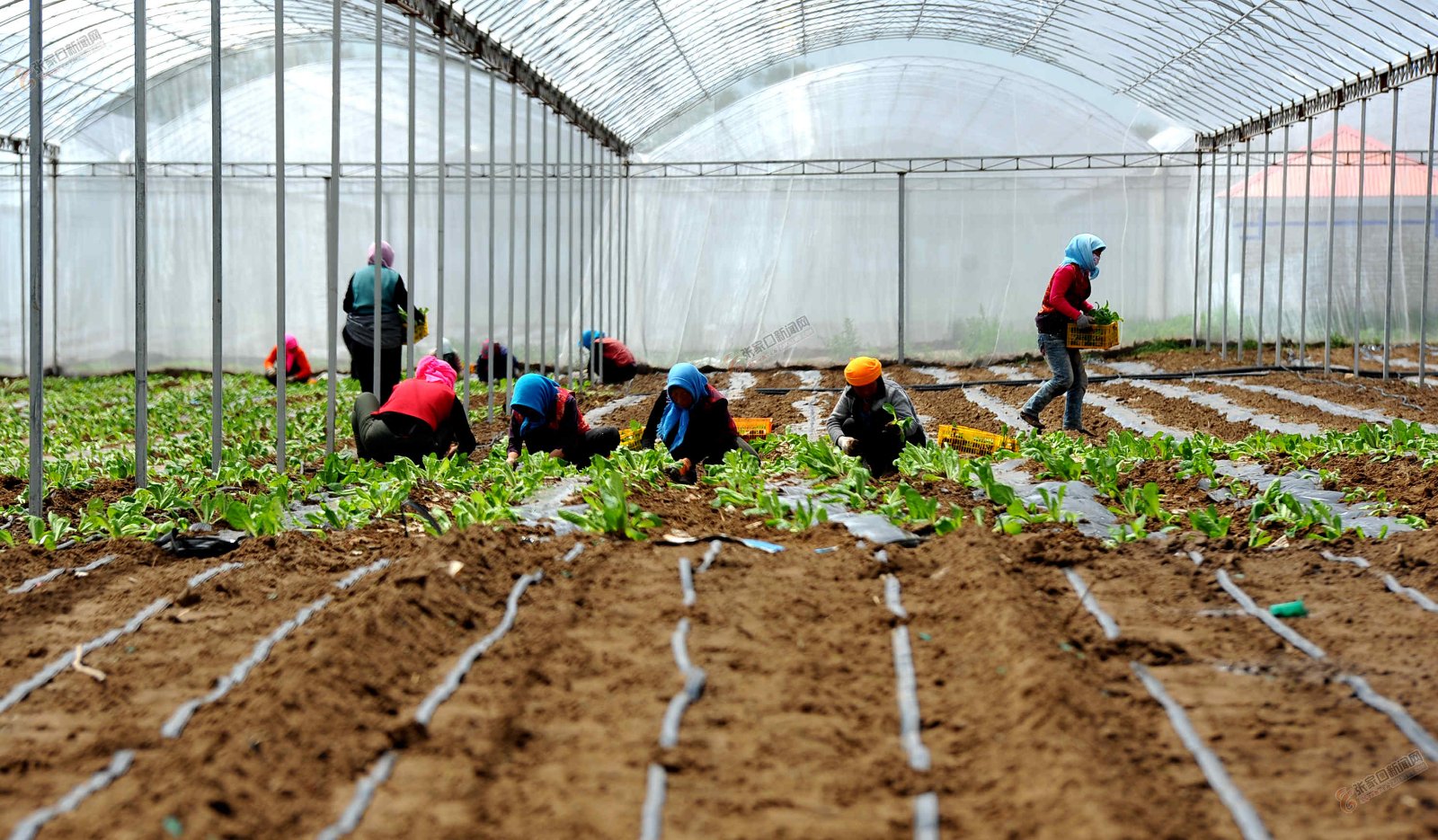 经济日报:脱贫攻坚为乡村振兴打牢基础