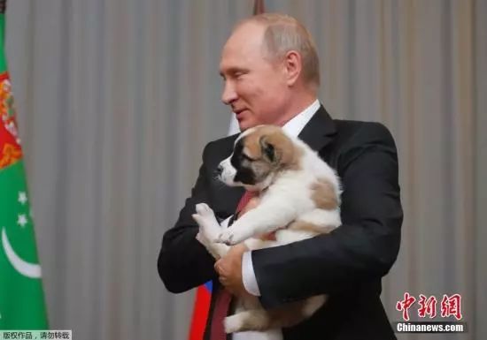 ▲普京获赠中亚牧羊犬