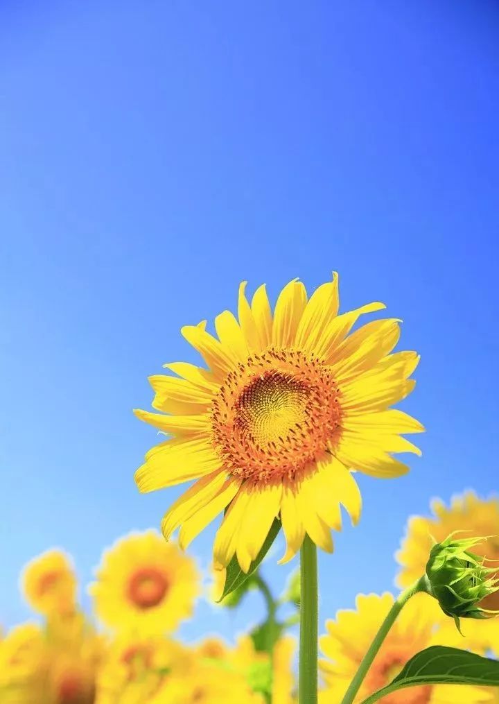 照片中向日葵的叶子太多,显得比较杂乱,可以稍微调整一下角度避开杂乱