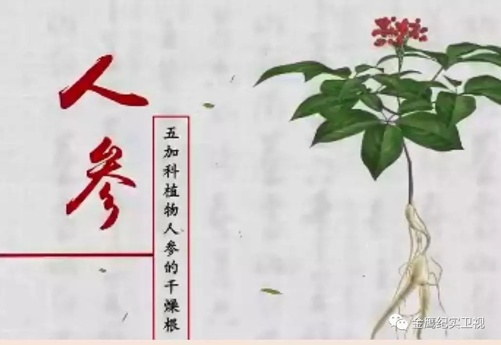 《本草中国》▏你的那杯养生茶喝对了吗?