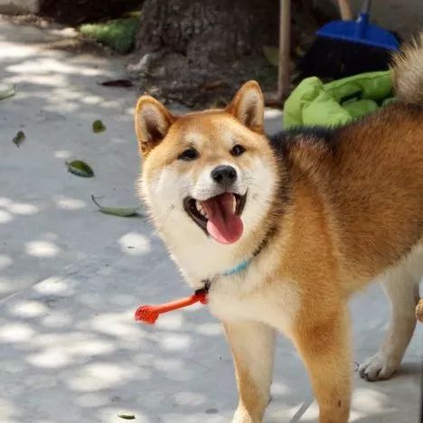 成都酒吧人气王空降衡山路酒神聚集,20杯起