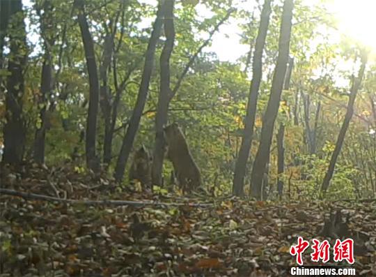 吉林珲春拍到东北虎一家五口珍贵影像（视频截图）。东北虎豹国家公园管理局供图