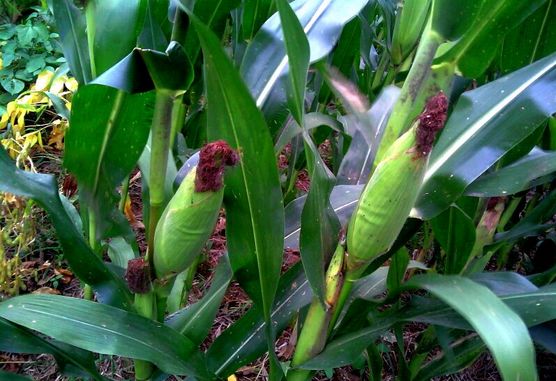 信阳人注意!农村这些房子要拆了,有人将拿不到