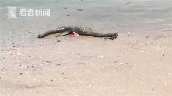 视频|海滩边冲上来一只怪物 模样酷似“尼斯湖水怪”