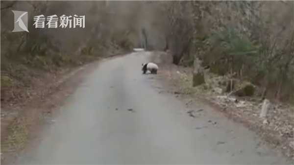 偶遇熊猫横穿马路