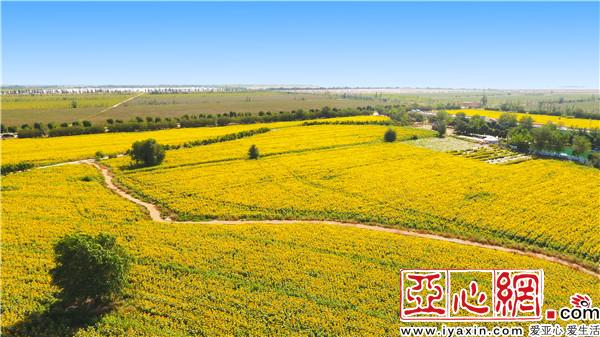 和硕:千亩油葵成金色花海倘若油画