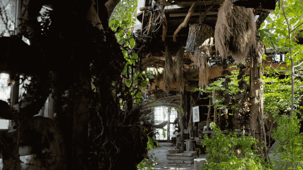 台湾有间种子博物馆，收集种子500+，比花园还好逛！