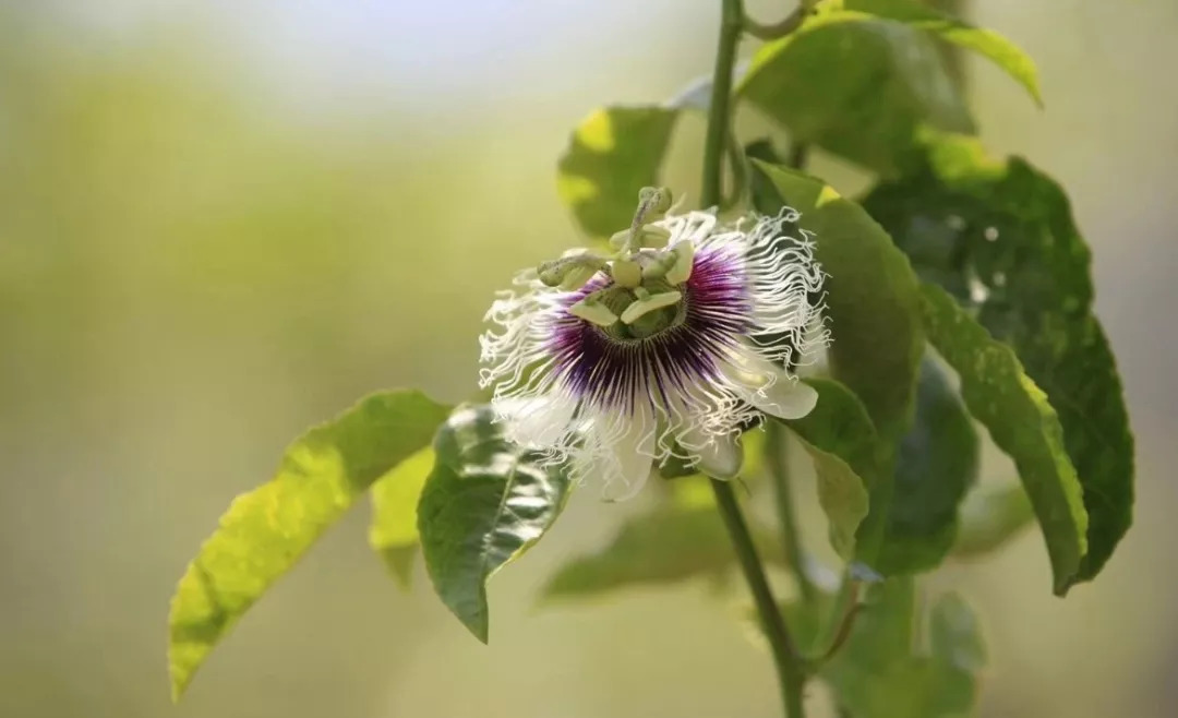 夏天晒黑不用哭!维C含量=18个橙子,一天一个,