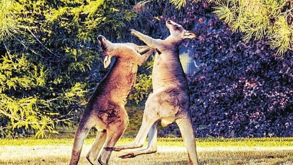 澳大利亚旅游千万别喂袋鼠 因为它们有开膛的力量