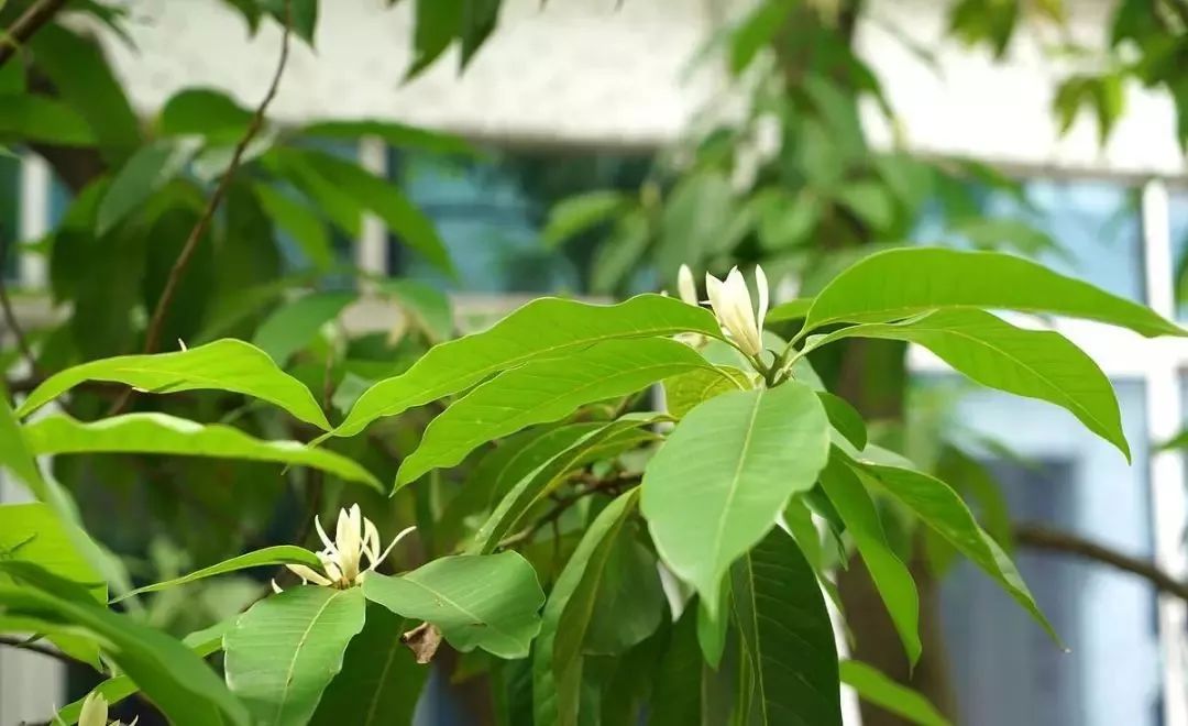 校园情报局 || 南宁十四中的好风好水